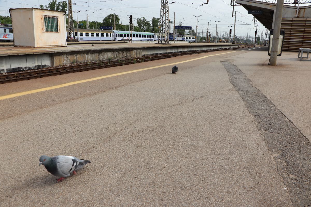 gołębie na dworcu