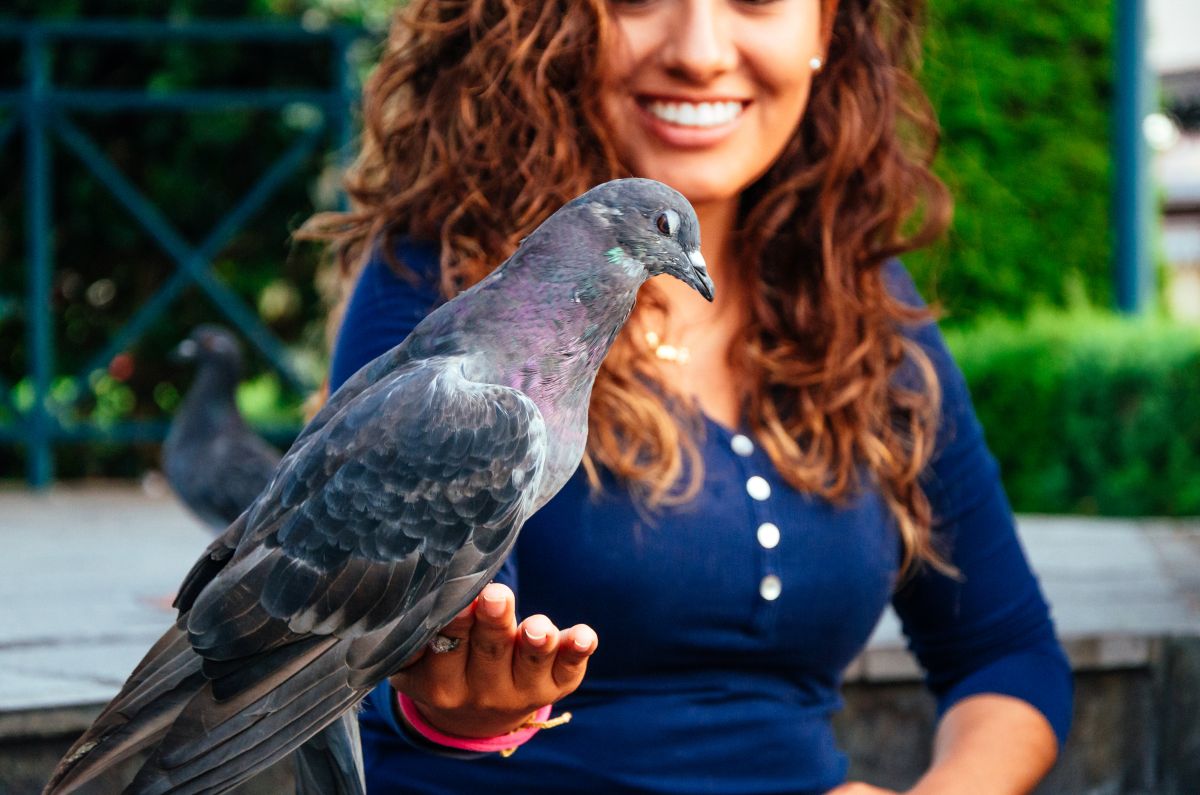 czy gołębie wracają